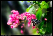 nature/05/_mg_8383x.jpg