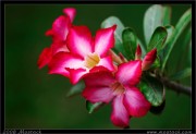 nature/05/_mg_8388x.jpg