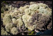 nature/08/_mg_6708x.jpg