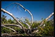 nature/08/_mg_6739x.jpg