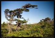 nature/08/_mg_6748x.jpg