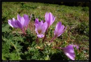 nature/10/_mg_2127x.jpg